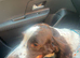 Ruby the springer spaniel