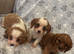 Lovely king Charles Cavalier puppies