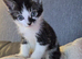 Two kittens both female to go together