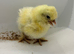 6 x silkie chicks