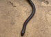 Mussurana bicolor