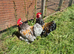 *FREE* young Pekin bantam cockerels x2