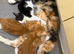 3 male kittens