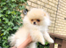 KC Registered teddy bear pomeranian puppies