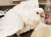 Full white cockatoo Glasgow