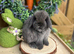 ️ PUREBRED QUALITY MINI LOP BABIES ️