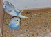 Super silly hand tamed baby budgies