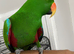 Tame n talkative eclectus parrot