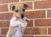 Traditional miniature Jack Russell