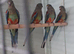 Mulga (Many Colours parakeets Males Only Left.