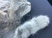 Grey kitten
