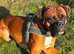 Our handsome boxer dog, offered for stud! Heart score 0