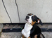 swiss mountain dog