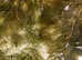 5 Hornwort Ceratophyllum For ponds and aquariums. Live Aquarium Plants Fast delivery*BUY 3 Get 1 FREE *