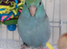 Beautiful Hand Tame Baby Parrotlet