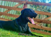 Beautiful Pedigree KC registered Labrador Dog