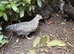 Crested cream Legbar males