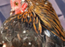 4 x chickens