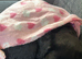 Labrador cross sproker spaniel female