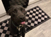 Pup in need of a home