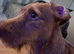16 month old for rehoming