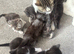 Kittens