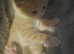 Male ginger and white kitten