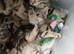 Marbel brown/dark female kitten