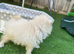 ️ Special Cream Male Pomeranian Puppy