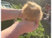 Male guinespigs