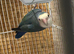 2X love bird for sale