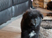 Stunning German Shepard puppy’s
