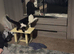 Male cat