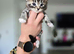 1/4 Maine coon Cross kittens !