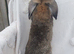Giant French lop