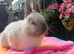 Skinny pigs and other breeds