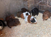 Baby guinea pigs