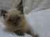 Beautiful Colourpoint British shorthair kittens— 2 Available