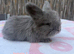 pedigree english angoras
