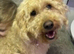 F1B female labradoodle