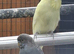 Super exhibition budgie