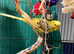 Young Indoor-Raised Budgies perfect pets Cheshire