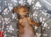Miniature dachshund girl pra clear