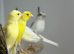 Canaries