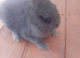 Netherland dwarf babys