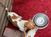 Jack Russell puppies