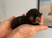 5 mainecoon mix kittens