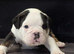 Old English Bulldog puppies