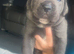 Cane corso puppies chunky
