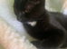 Cat for sale